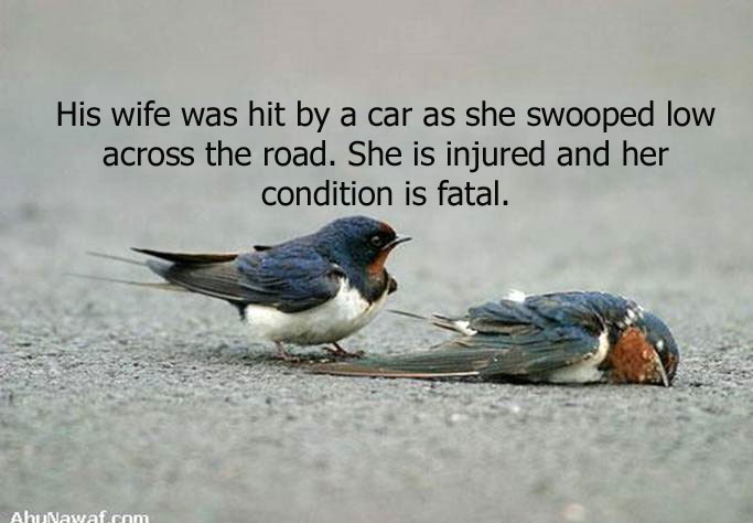 His Wife was hit by a Car