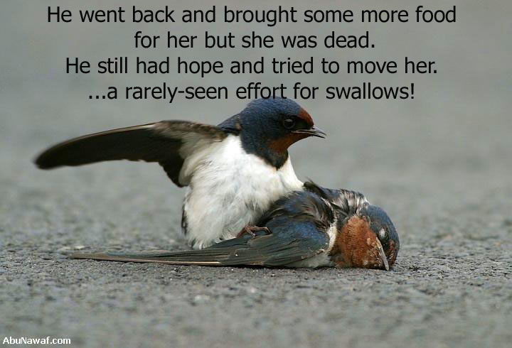 He brought more Food but she was not responding